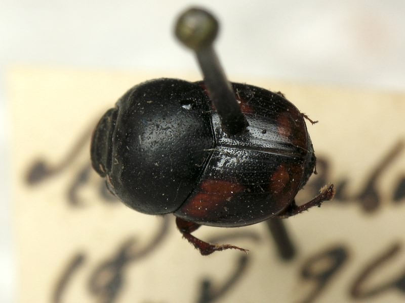Caccobius schreberi (Linnaeus, 1767)